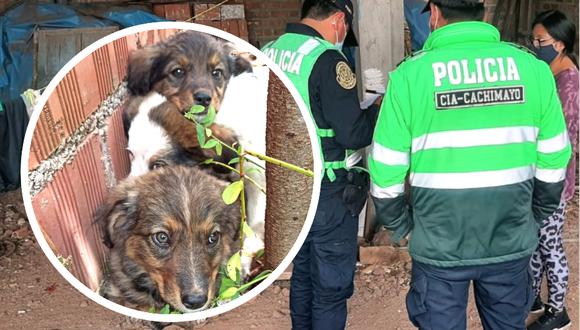 Policía investiga presunto caso de maltrato animal en Cusco