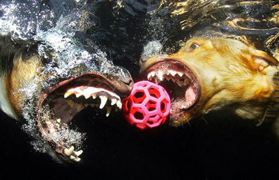 Así se ven los perros jugando bajo el agua (FOTOS)