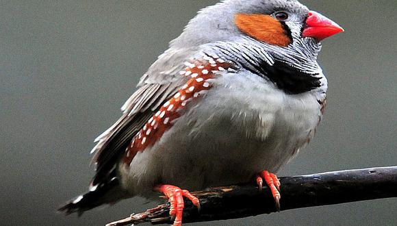 Resuelven el misterio del color rojo en las aves