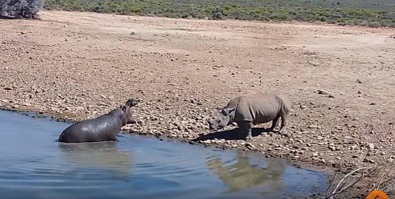 ​YouTube: ¡Impactante! hipopótamo mata a rinoceronte tras intentar beber de su charco