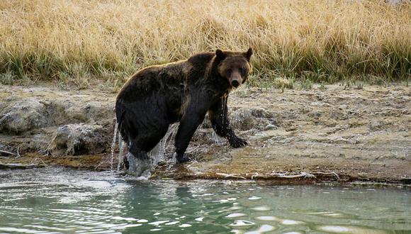 La mujer de 25 años se encontraba junto a otros turistas cuando el animal apareció. Ella no siguió las instrucciones de los oficiales del parque y se aproximó al oso para tomar las fotos. (Foto: KAREN BLEIER / AFP)