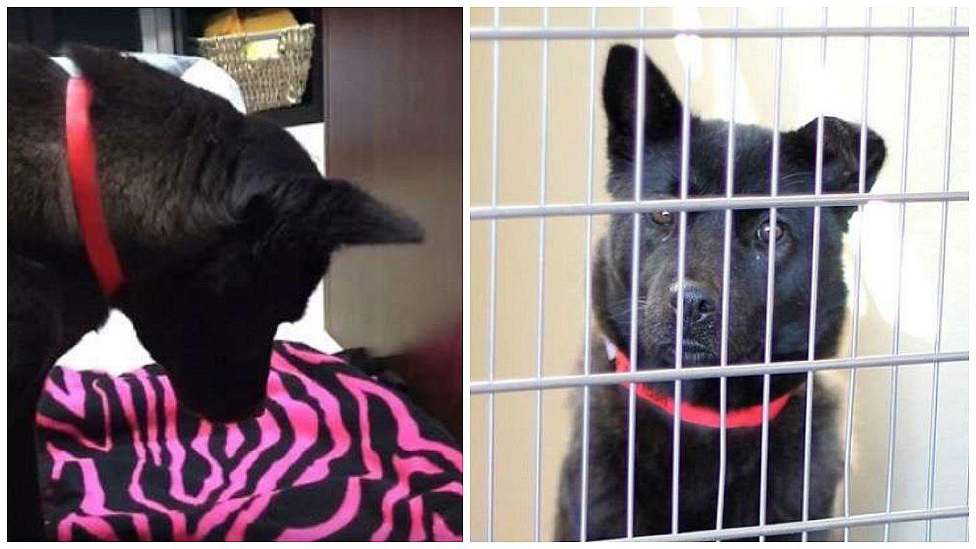 Conmoción en YouTube: Así reaccionó perrita rescatada de matadero al tener una cama (VIDEO)