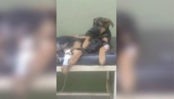 Cachorro es captado mientras tranquiliza a su hermana enferma en veterinaria (VIDEO)