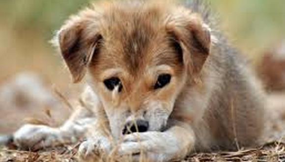 Puno: Alcalde suspende la matanza de 2 mil perros sin hogar por caso de rabia