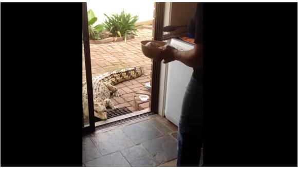 YouTube: Mujer cría cocodrilos en su patio y los alimenta en su sala (VIDEO)