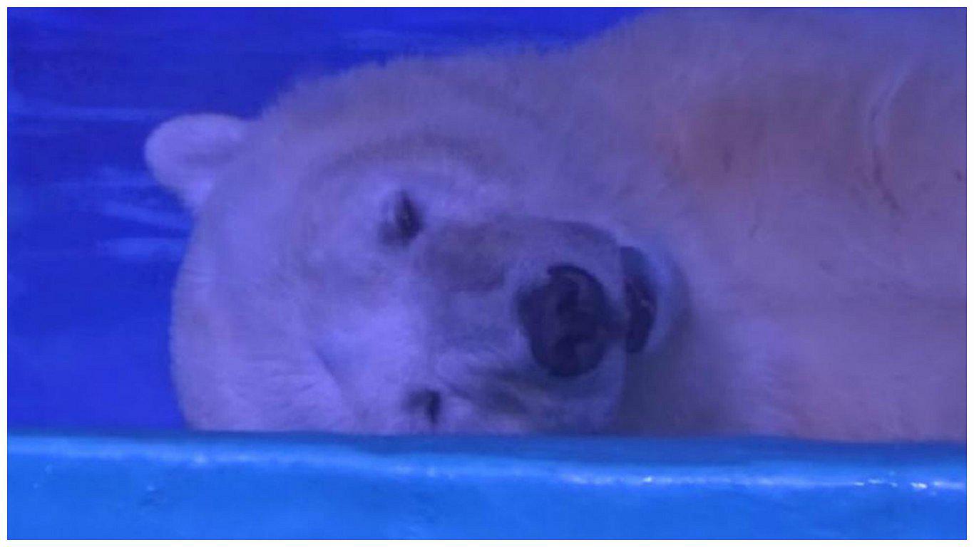 Desgarrador: Encierran a oso polar en un centro comercial para sacarse 'selfies' con él (VIDEO)