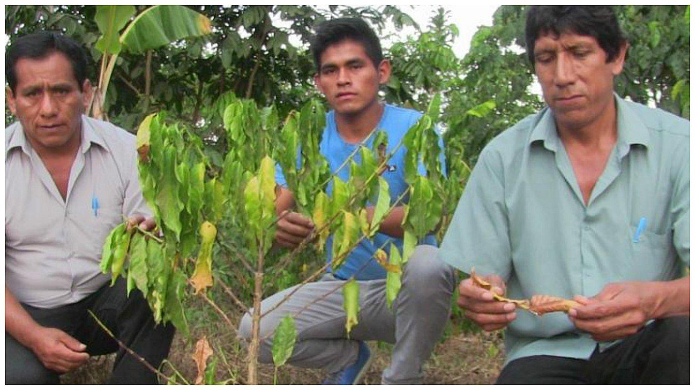Alarma: Sequía pone en peligro nuevos cafetales en Pichanaki 