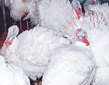 ¿Y quién dijo que el pavo no vuela?