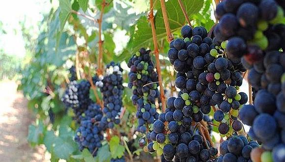 Exportaciones de uva caen 8% por factores climáticos