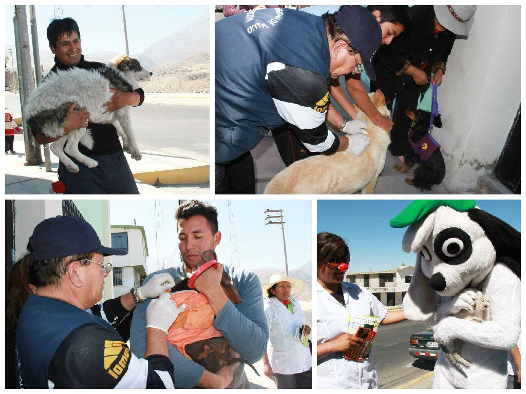 Arequipa: Más de 100 canes fueron vacunados contra la rabia