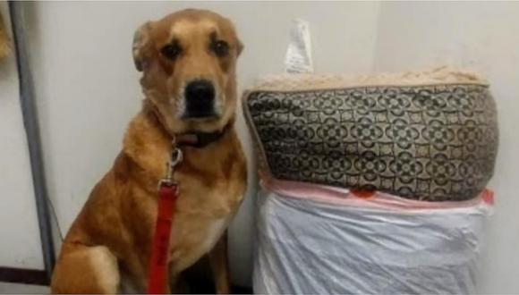 ‘Wall-E’, el perro que regresaron con todas sus cosas al albergue donde fue adoptado 