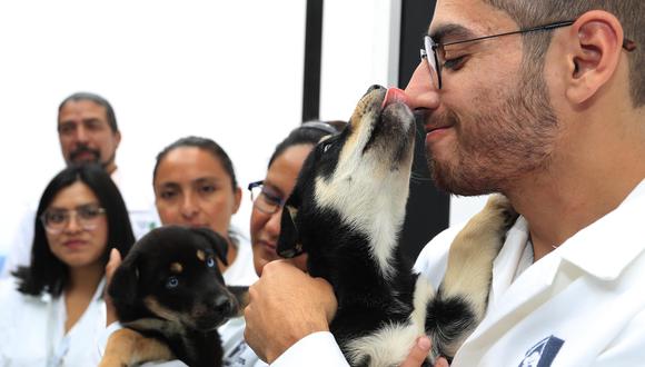Un cachorro canino es atendido por un veterinario en un hotel para perros y gatos inaugurado hoy, en la Ciudad de México (México). (Foto: EFE/Mario Guzmán)