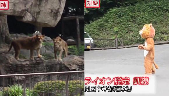 Disfrazan a un hombre de león para recrear una captura y felinos quedan asombrados con la actuación 