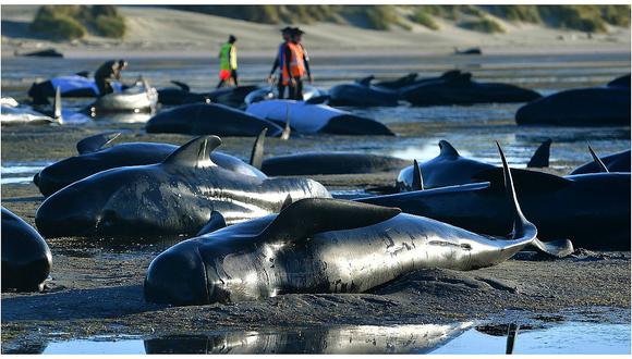 Nueva Zelanda: gran temor de una explosión de centenares de ballenas muertas (VIDEO)