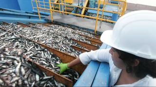 Produce fija límite de pesca de anchoveta para consumo humano en 150,000 toneladas 