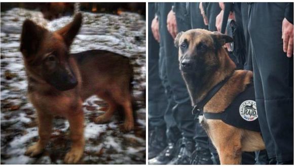 ​Francia: Rusia le regala pequeño perro policía tras la muerte de Diesel durante operativo antiterrorista