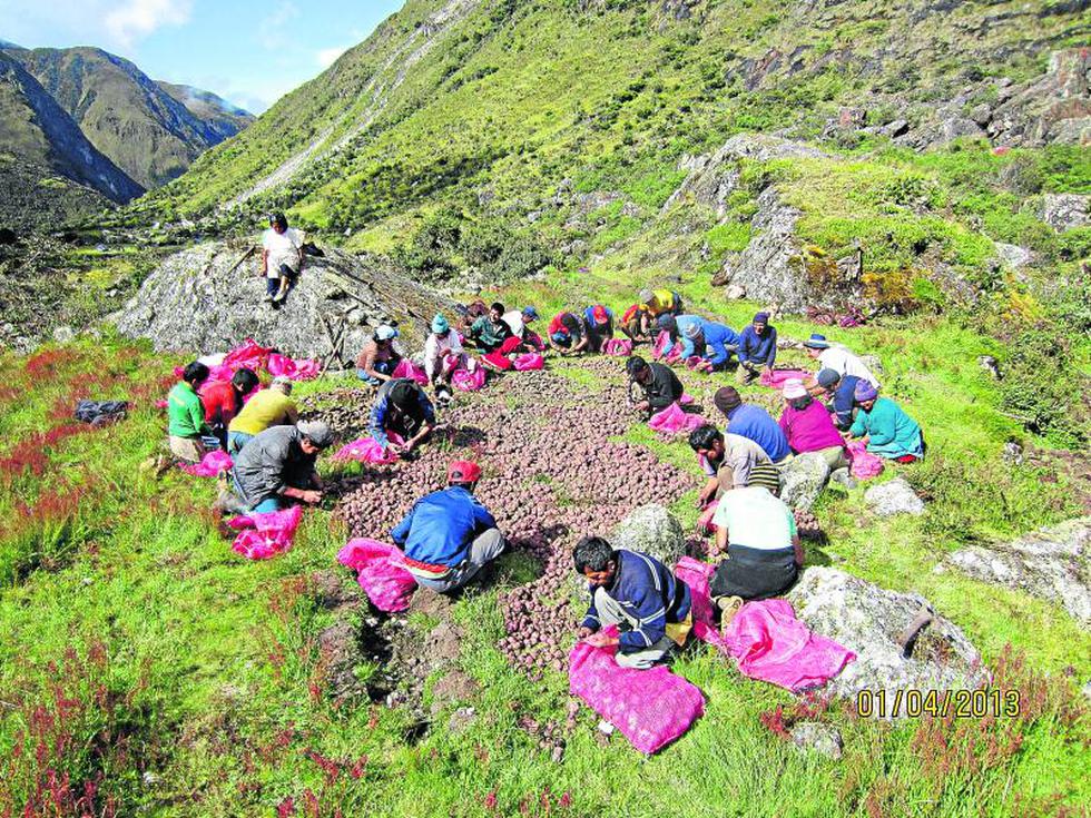 El 'Pan de los Andes' se relanza con la papa nativa
