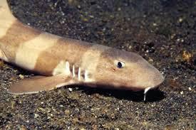 Australia: Nace el primer tiburón concebido artificialmente