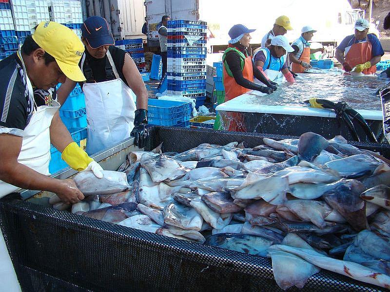 Piden declarar la pesca en emergencia en el sur 