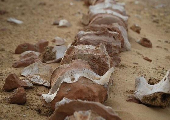 Descubren nuevos fósiles de ballenas de hace 40 millones de años en Egipto
