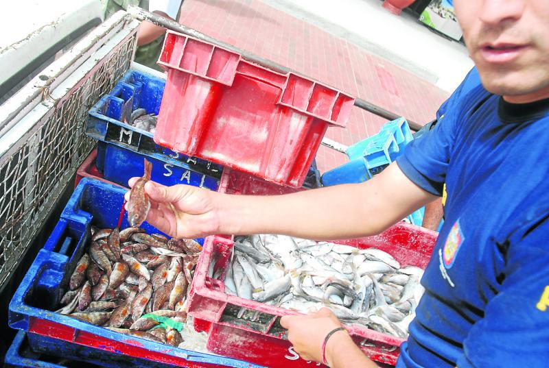 Decomisan pescado de talla no permitida 