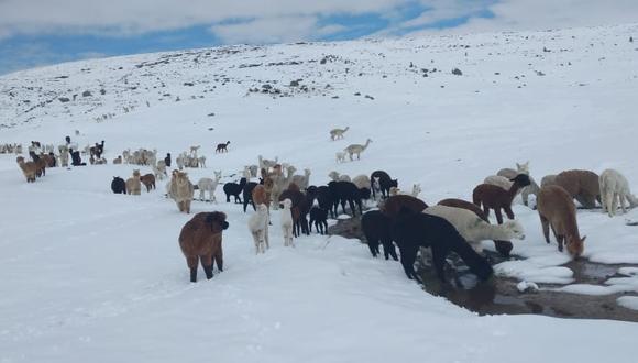 Animales terminaron muertos tras las intensas nevadas. (Foto: Municipalidad de Corani)