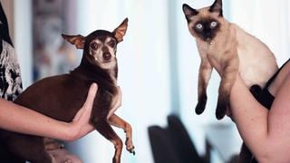 Mascotas: ¿Cómo tener un perro y un gato juntos?