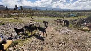 Jauría de 30 perros mata a niño de 5 años y deja a su hermana con graves lesiones