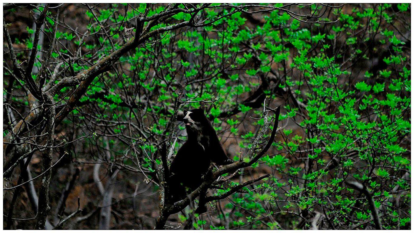 Lambayeque: Chaparrí, un paraíso natural en peligro 