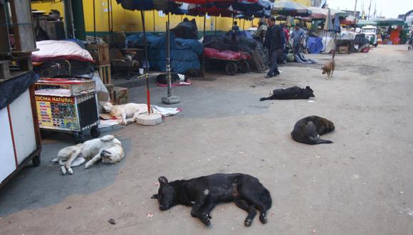 Se detectaron al menos 15 perros con rabia en el distrito de Yura durante inspección. (Foto: Correo)