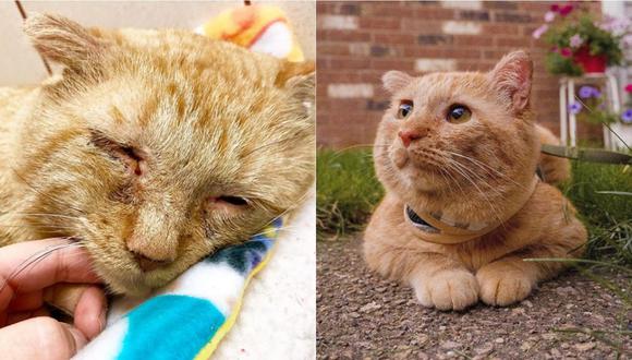 El antes y después de un gato callejero que fue rescatado por una mujer en Estados Unidos. | Foto: Instagram.