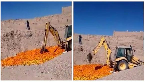 Senasa destruye ocho toneladas de mandarina sin pepa en Arequipa