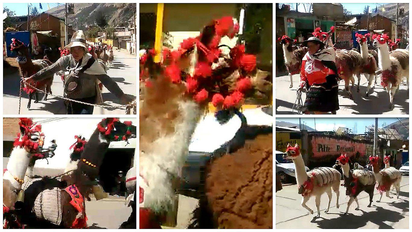 Día del Campesino: Llamas cargueras recorren calles de Huancavelica (VIDEO)