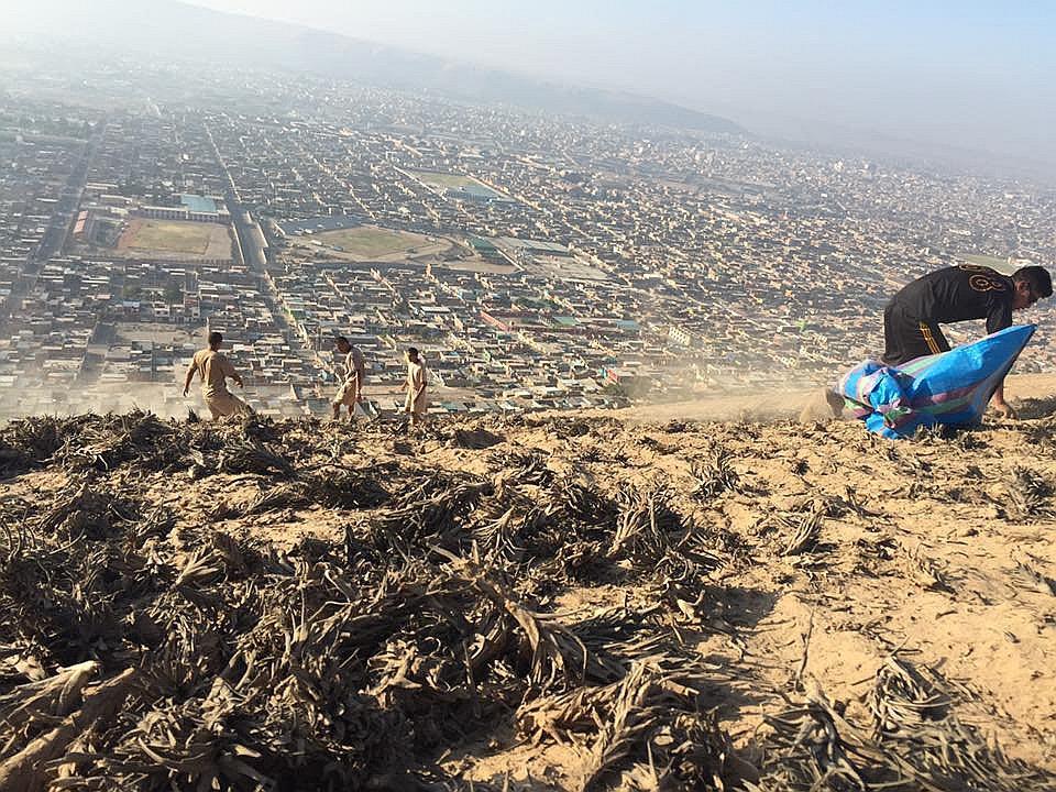 Invasores depredaron el 8% de la "siempre viva" en el cerro Intiorko