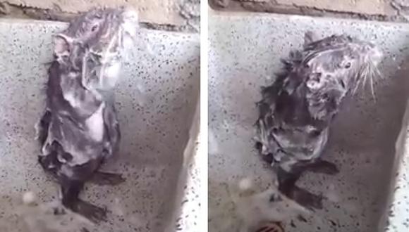 Facebook: Divertido video de 'rata' bañándose como humano se vuelve viral 