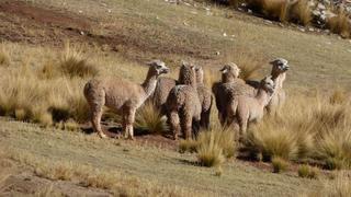 Puno: Reposición de alpacas a pequeños criadores se iniciará en setiembre