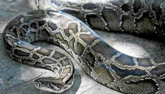 Miami: Encuentran serpiente pitón de 5,5 metros 