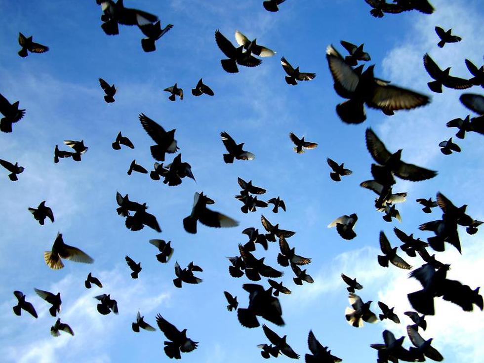 ¿Por qué es peligrosa la sobrepoblación de palomas?