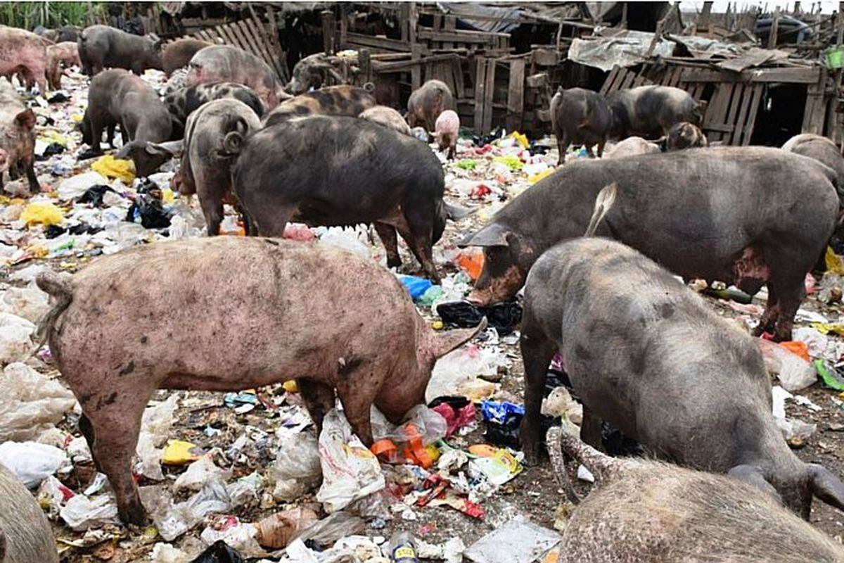 Multan A Criaderos De Chanchos Que Eran Alimentados Con Basura