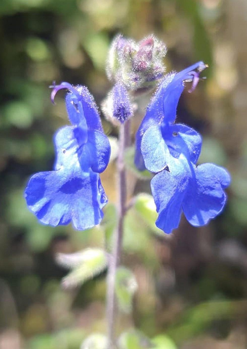El templo de las orquídeas está en Huancavelica