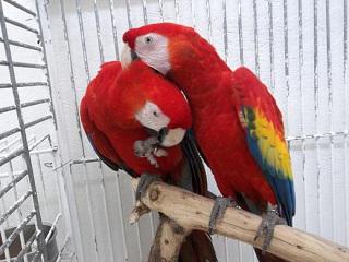 Preparan liberar guacamayas rojas en México para preservar la especie