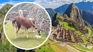 Nacimiento de llamita en pleno Machu Picchu causa sensación (VIDEO)