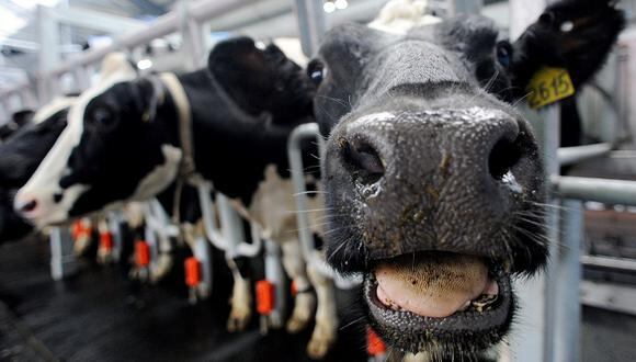 Suplemento alimenticio para vacas, un arma contra el cambio climático