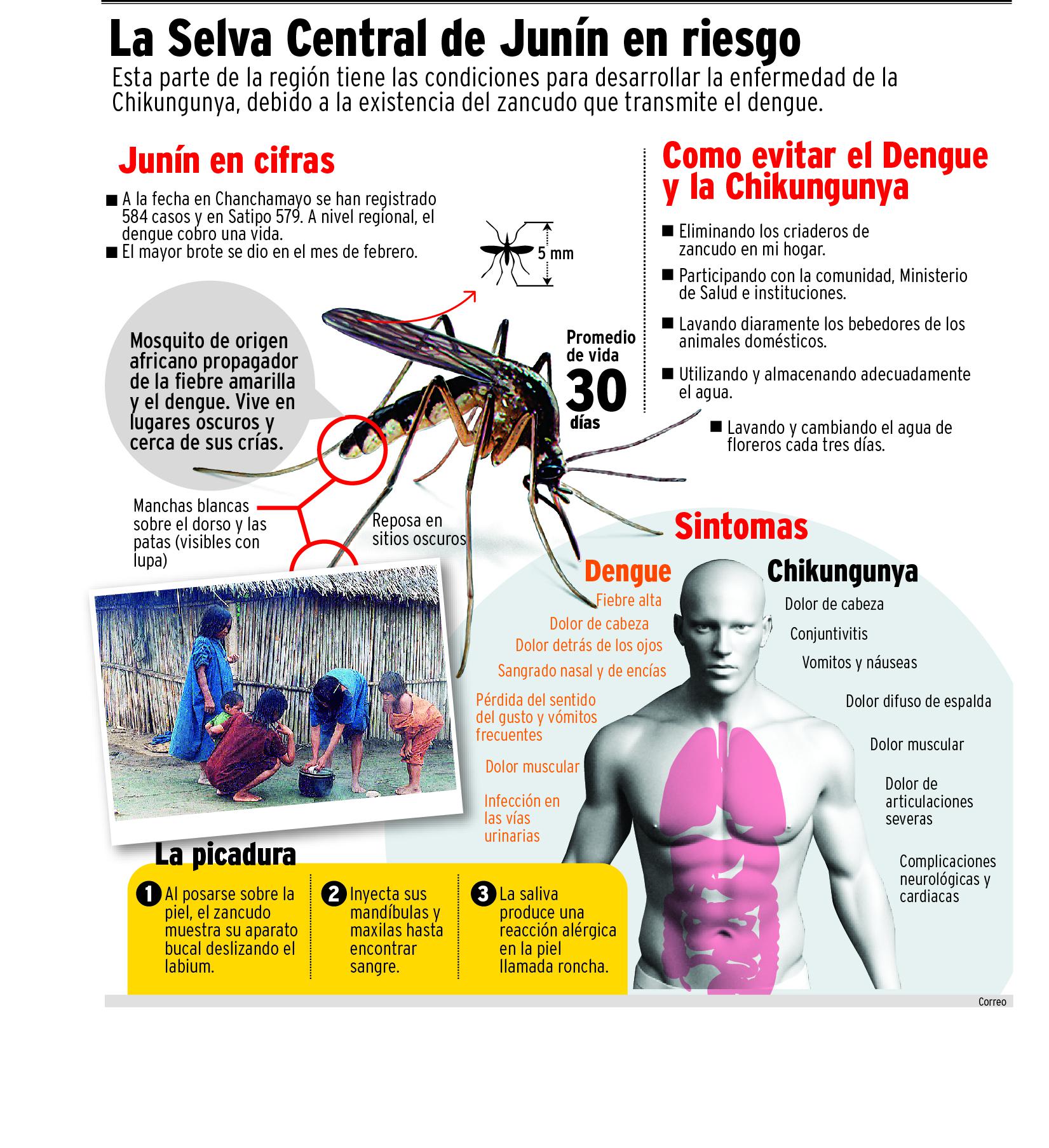 Junín en riesgo ante el dengue y la chikungunya