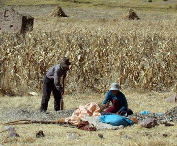 Granizada azota cultivos en Totorani
