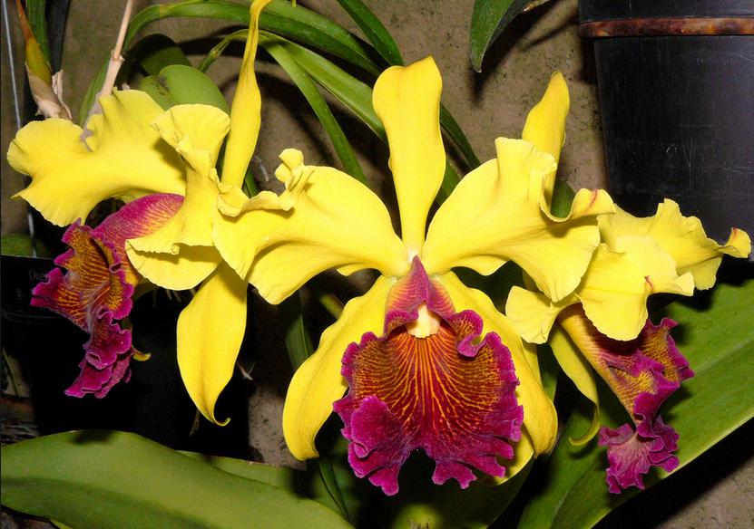 Nuevo tipo de orquídea "es la flor más bella del mundo"