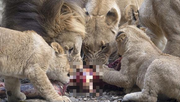 Cazador furtivo muere aplastado por elefante y su cuerpo es devorado por leones (FOTOS)