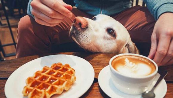 Crean cafetería en la que puedes conocer cachorros para adoptar