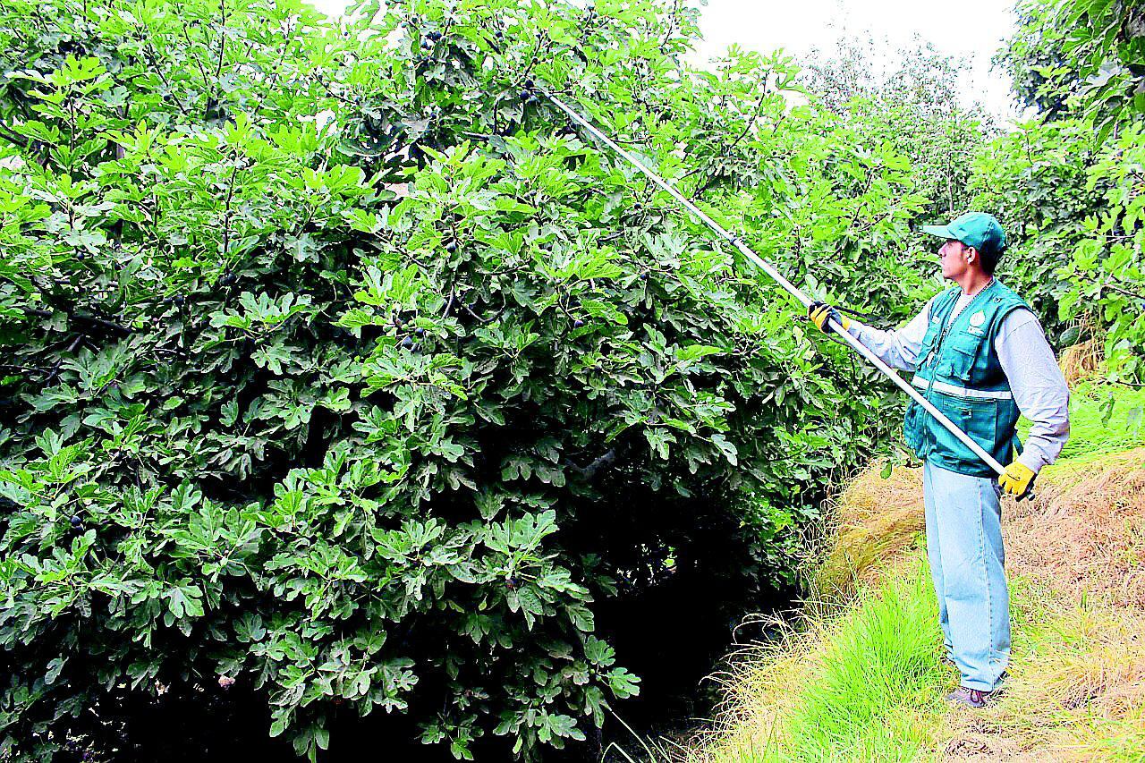SENASA controlará mosca de fruta en la provincia fronteriza de Yunguyo