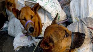 Vietnam: Sacrifican 5 millones de perros para comérselos  